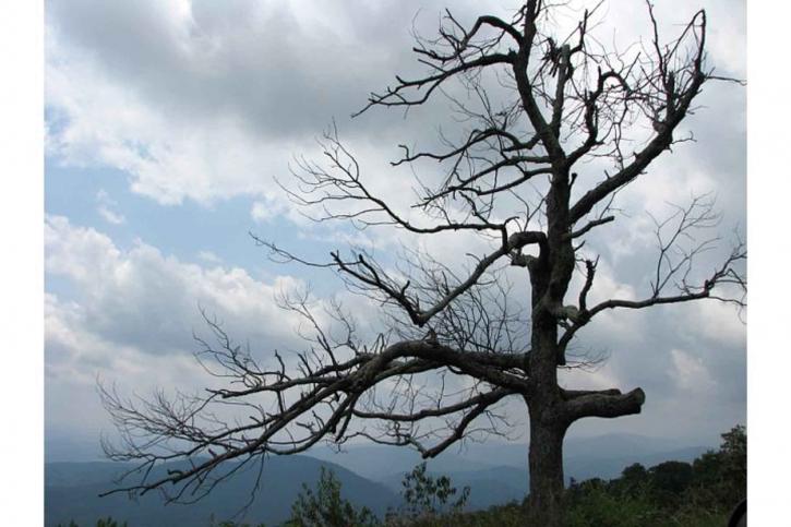 Lone tree, förbise, shenandoah nationalpark