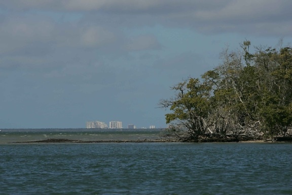 mangrove, trees, growing, island
