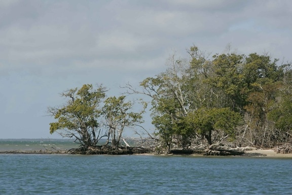 mangrove, trees, growing, water, eroded, beach