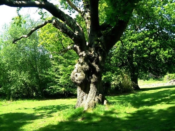 Oak, pohon, quercus robur
