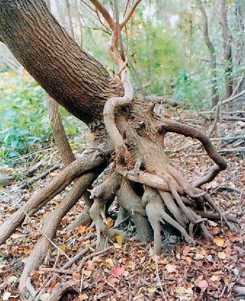 odd, tree, roots, forest