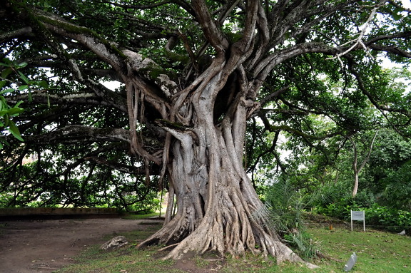 vieux, grand arbre, grand, racines