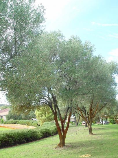 olivový, stromy