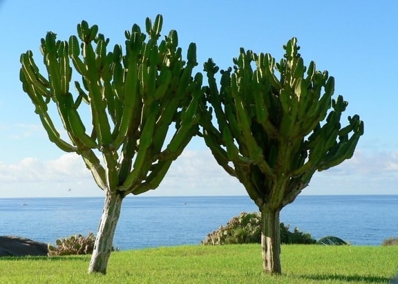 pair, cactuses