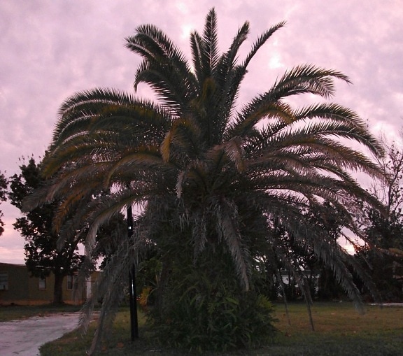 animée, palmier, coucher de soleil