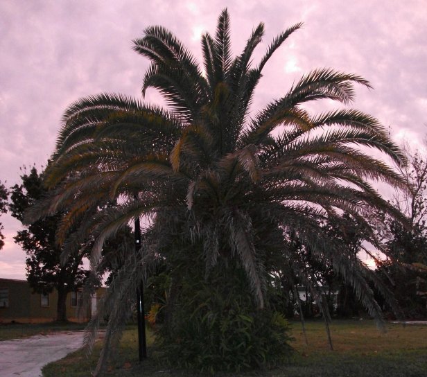 levendige, palmboom, zonsondergang