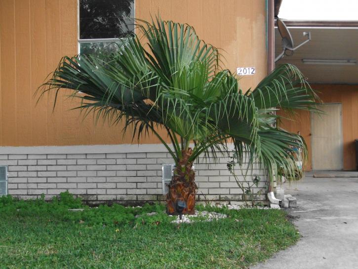 small, palm tree, sort