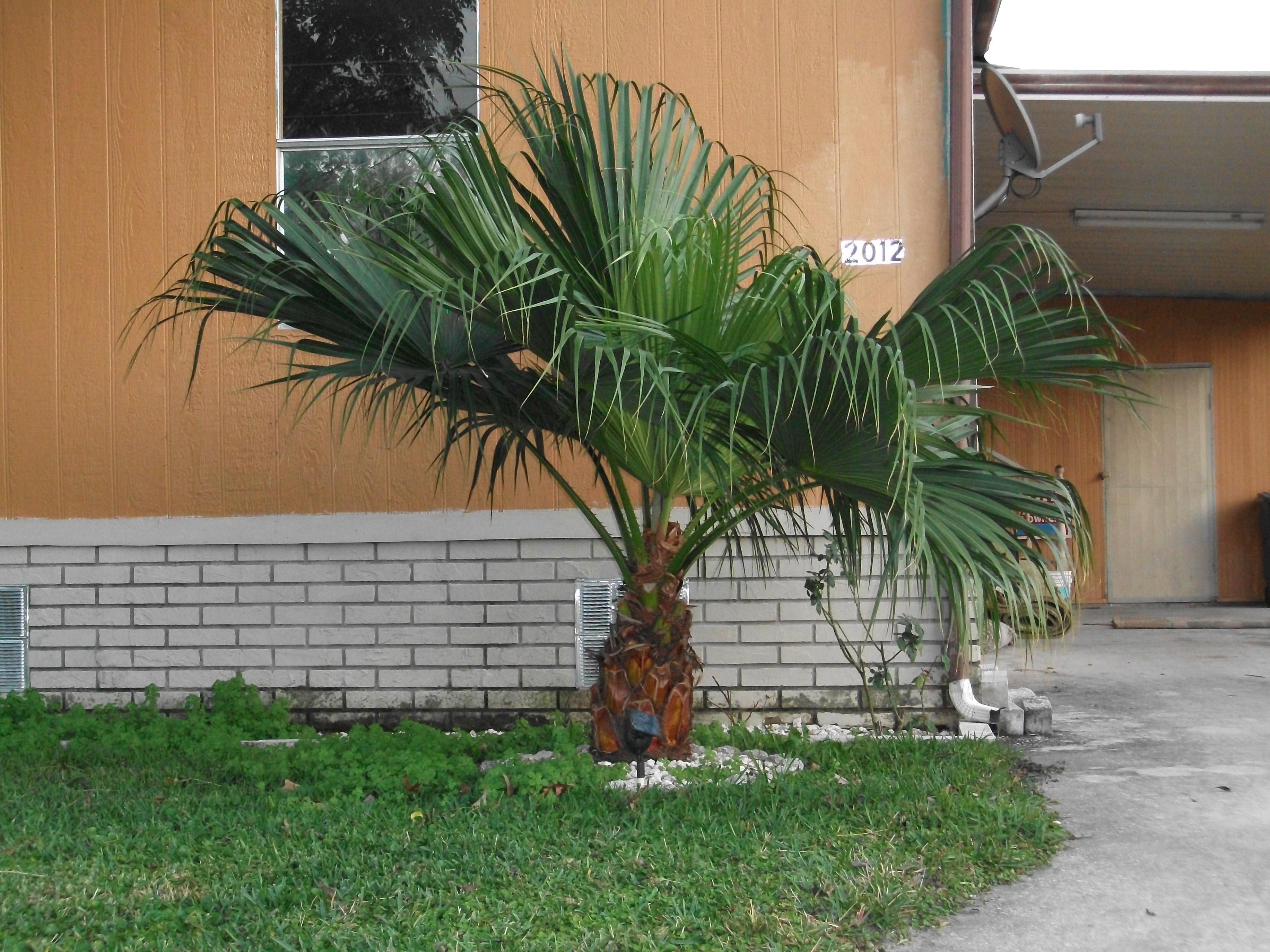 Free Picture Small Palm Tree Sort