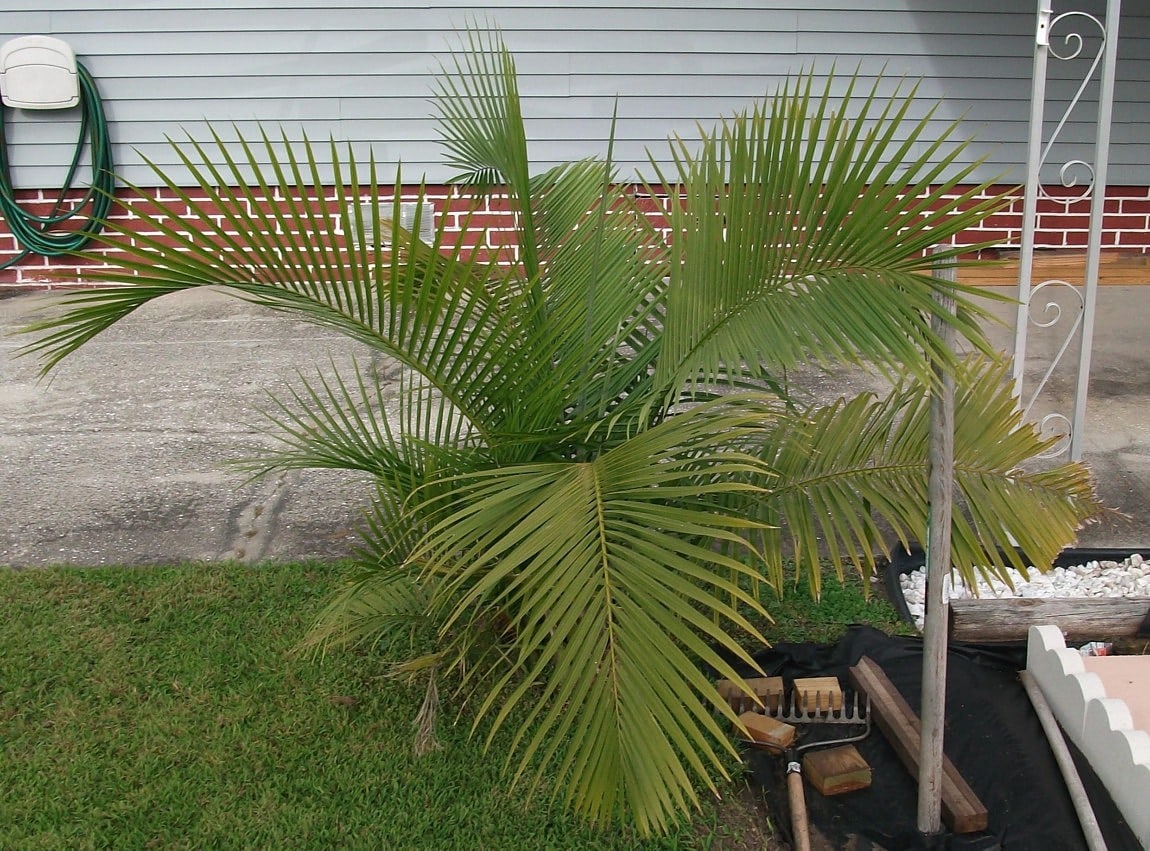 free-picture-small-palm-tree-sort