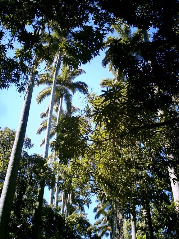 ancient, palmtrees, museu, republica, Janeiro