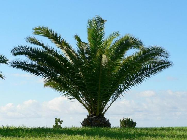 bas, palmier