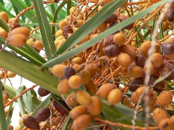оранжевый, пальмовое дерево, фрукты