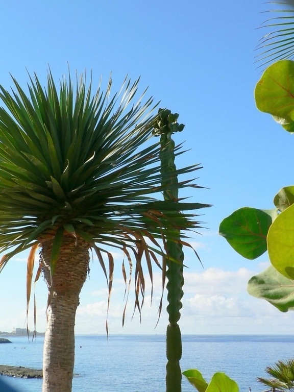 Palm, kaktus