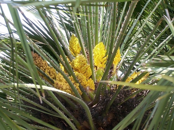 Palm, Hoa đào