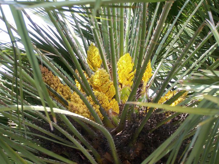 Palm, kvety