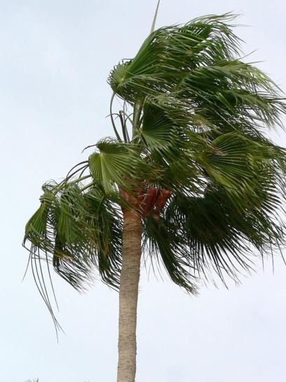 Palm tree, wiatr wieje, niebo
