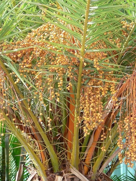 palm tree, fruits