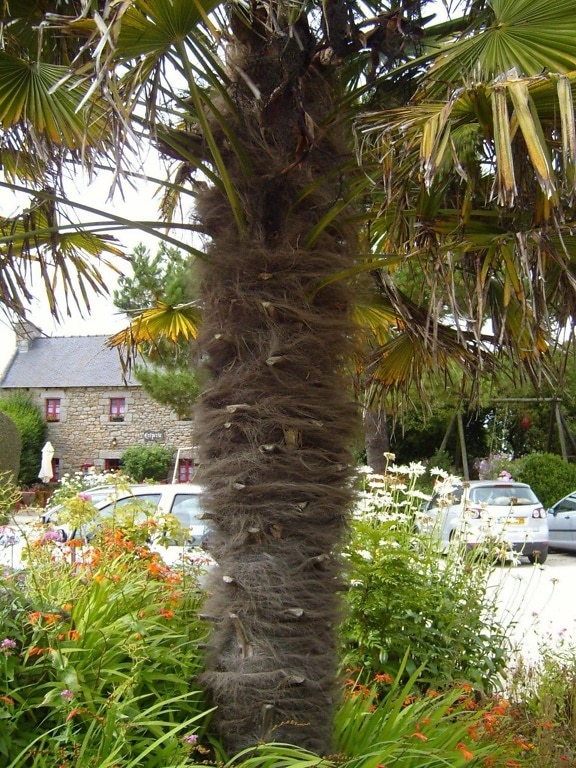 palm tree, city