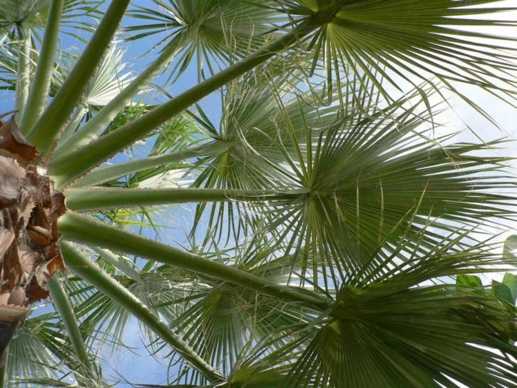palmetræ, blade, grøn