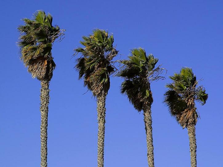 palmiye ağaçları