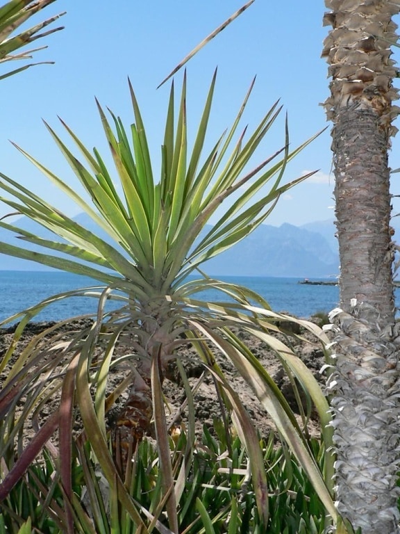 small, palm tree