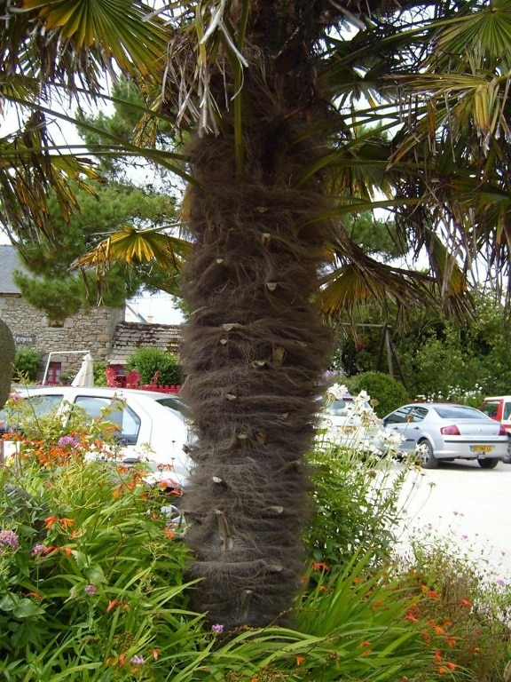 tree, trunk, palm tree