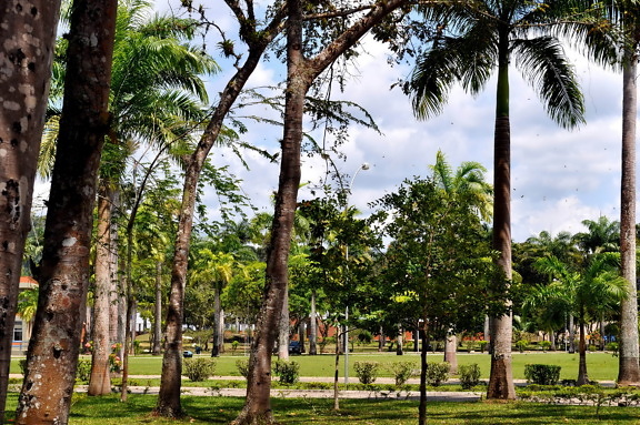 tropical, green, palm trees, park