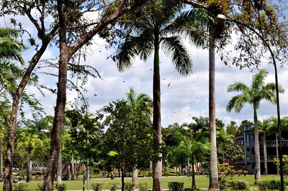tropical, palm trees, park