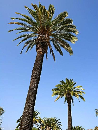 två, palmer, blå, sky