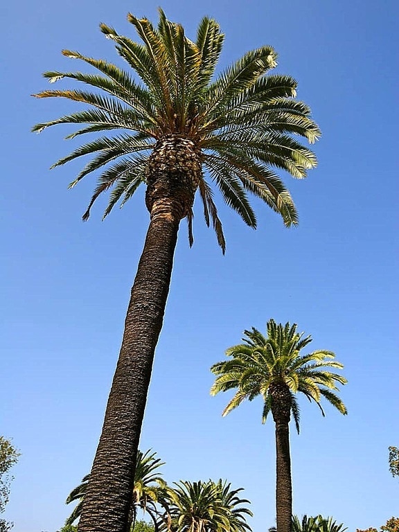 two, palm trees, blue, sky