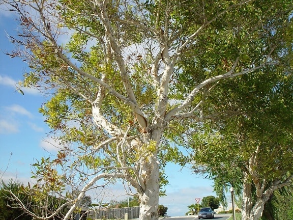 paperbark, tree