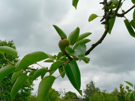 pear, tree, branch