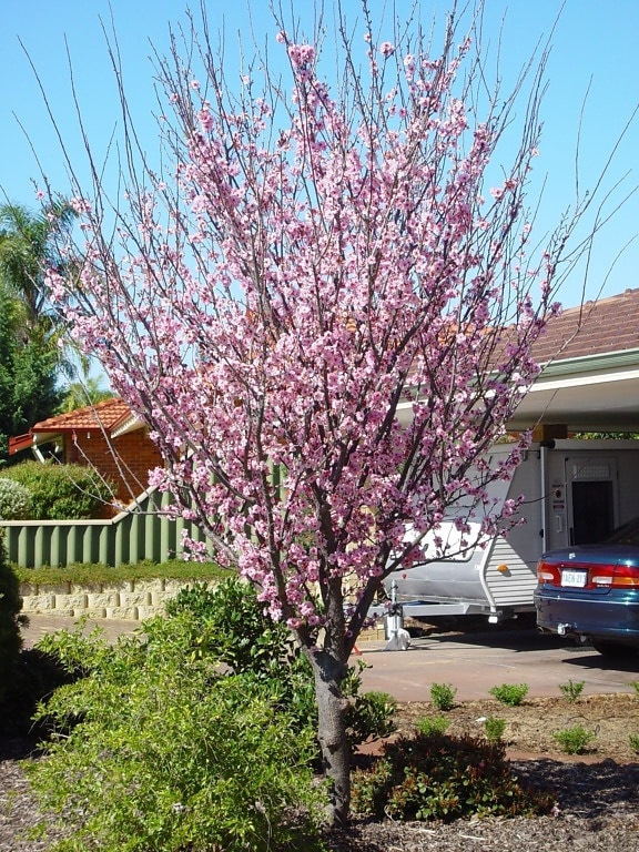 plum, tree, blossom, woodvale