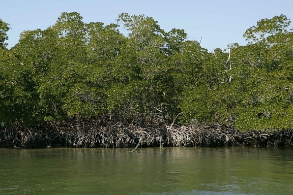 red, mangrove, trees, water, edge