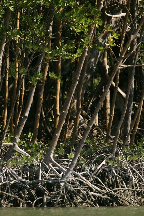 red, mangrove, trees, rhizophora, mangle, growing, up-close, together