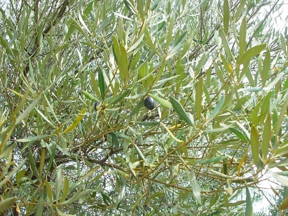 ripe, olive, lurking, leaves