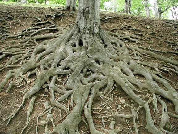 크고, 오래 된, 나무, 뿌리