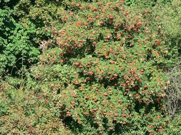 rowan, tree, berries