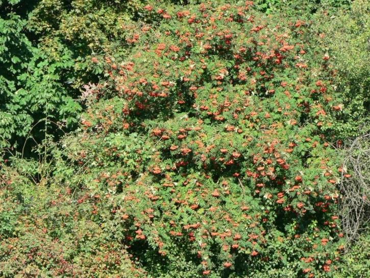 Rowan, pohon, buah