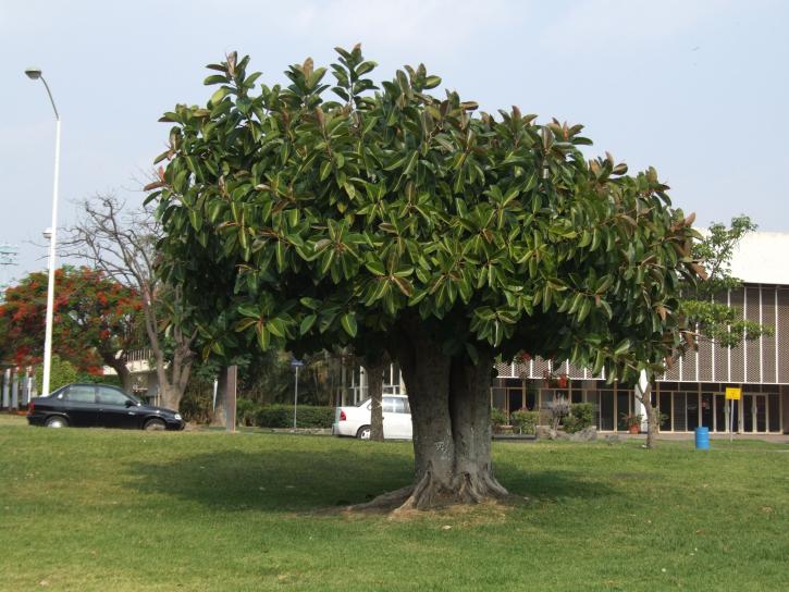 borracha, árvore