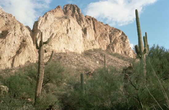 saguaro, large, tree, sized, cactus, carnegiea, gigantea