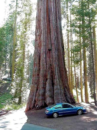 Sequoia, auto, albero