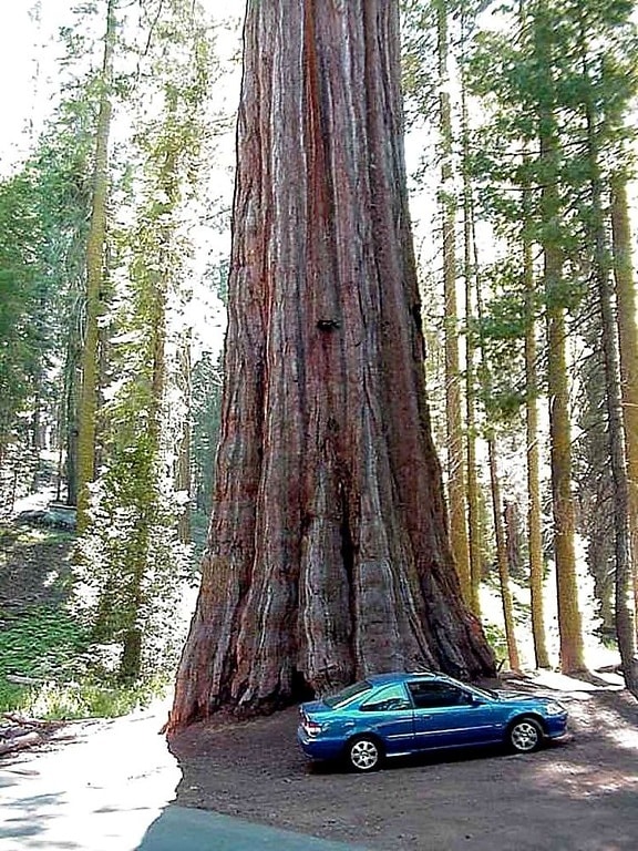 séquoia, voiture, arbre