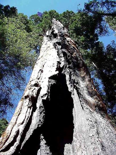 Sequoia, πάρκο
