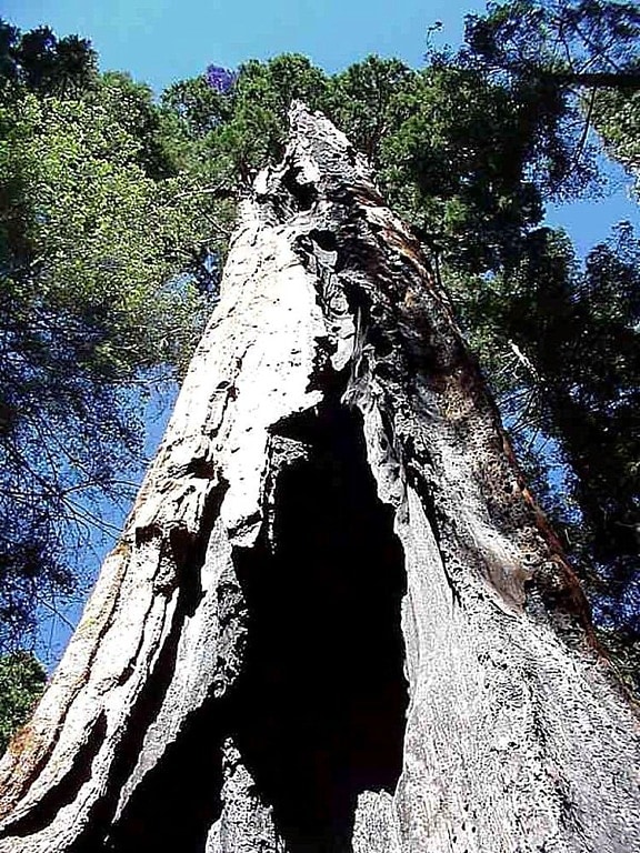 Sequoia, a park