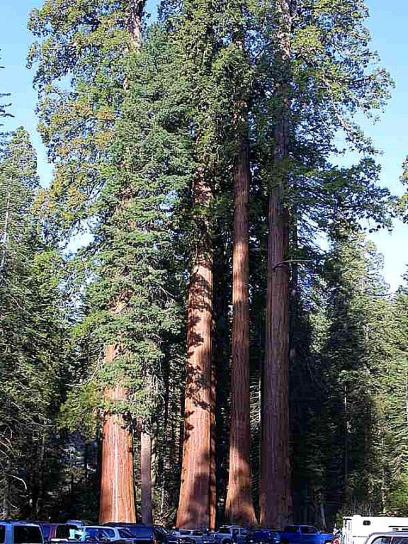 sequoia, árvore