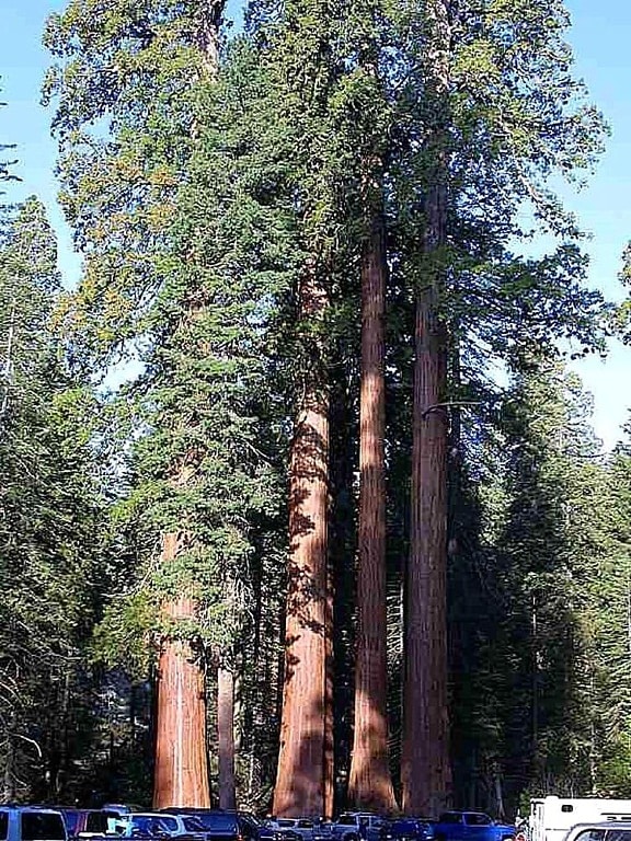 Sequoia, ağaç