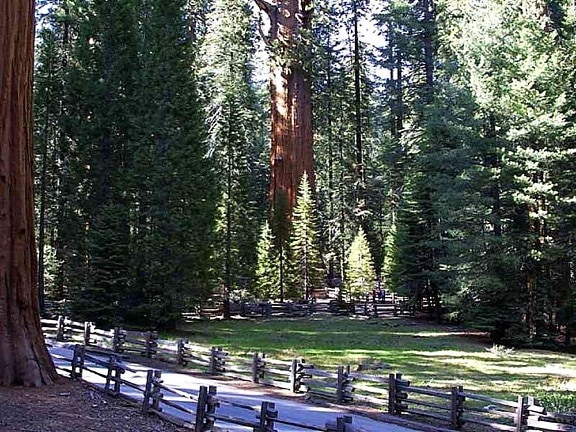 Sequoia, ağaçlar, orman