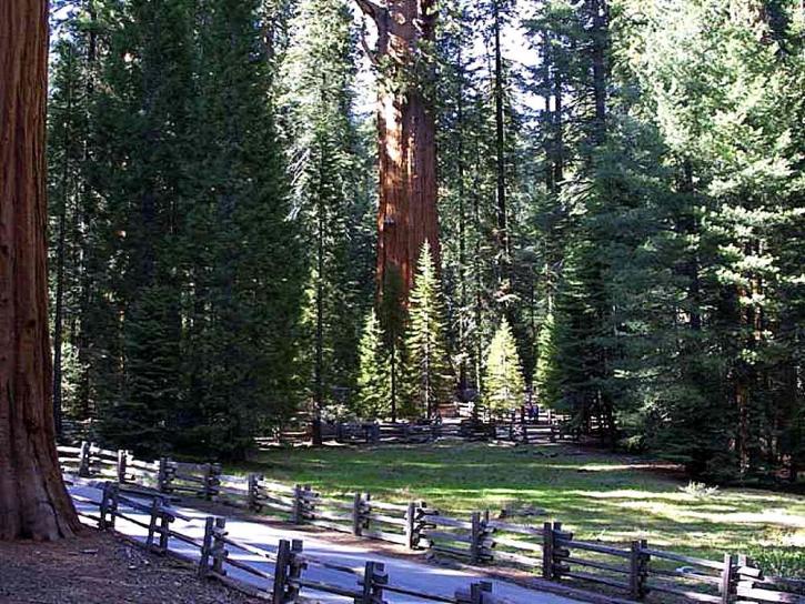 Sequoia, träd, skog