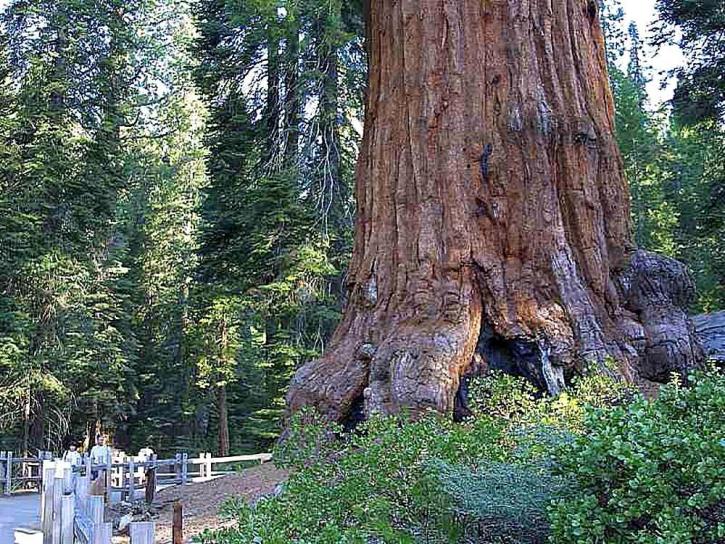 sequoias, forrest